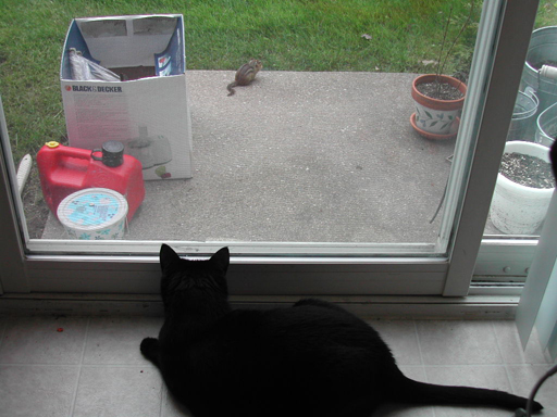 DSCN2372 2003 Watching Mr. Chipmunk
